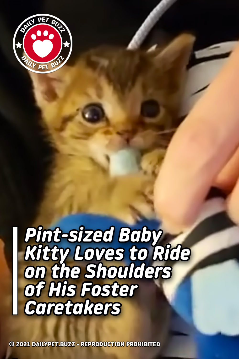 Pint-sized Baby Kitty Loves to Ride on the Shoulders of His Foster Caretakers