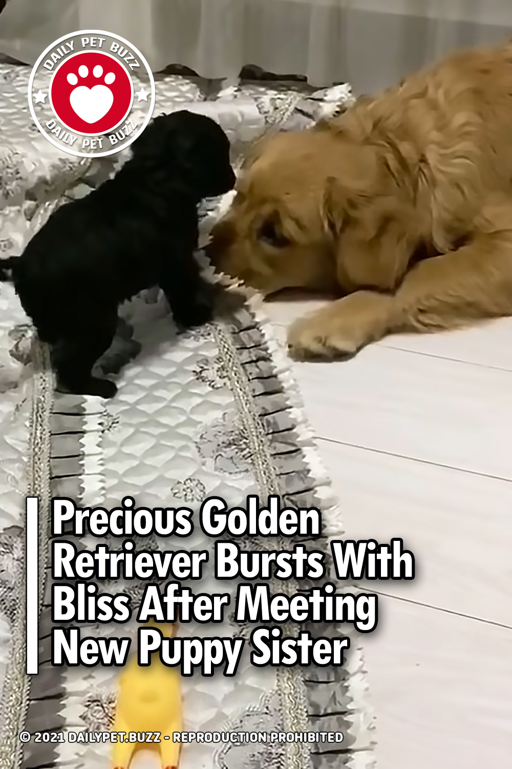 Precious Golden Retriever Bursts With Bliss After Meeting New Puppy Sister