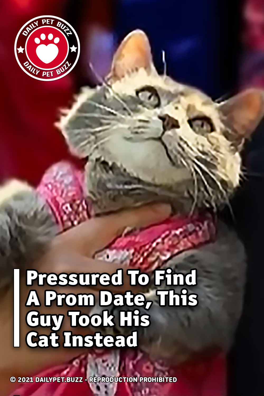 Pressured To Find A Prom Date, This Guy Took His Cat Instead