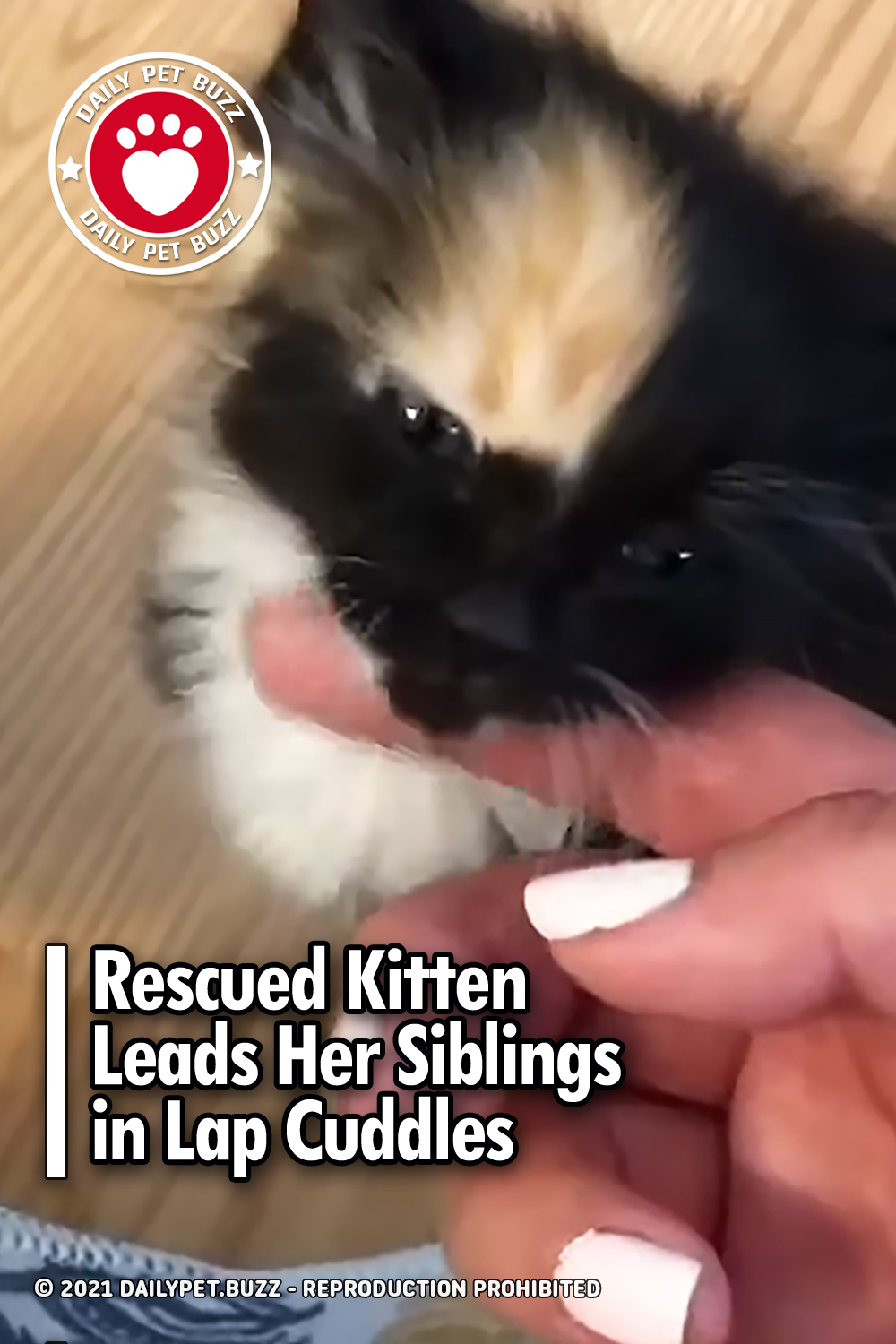 Rescued Kitten Leads Her Siblings in Lap Cuddles