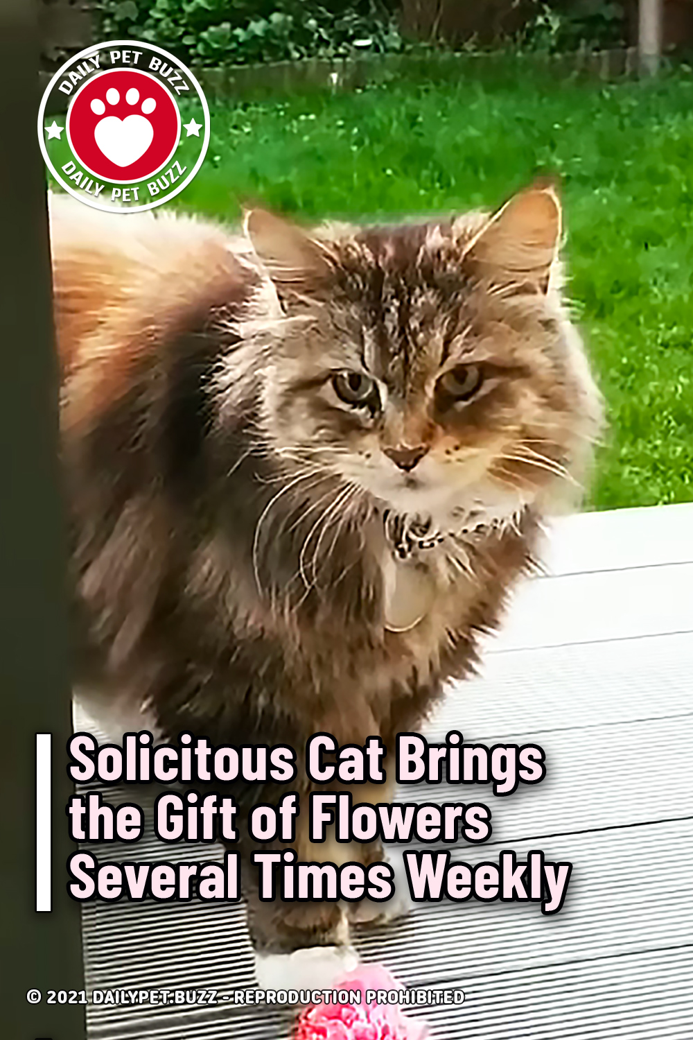 Solicitous Cat Brings the Gift of Flowers Several Times Weekly