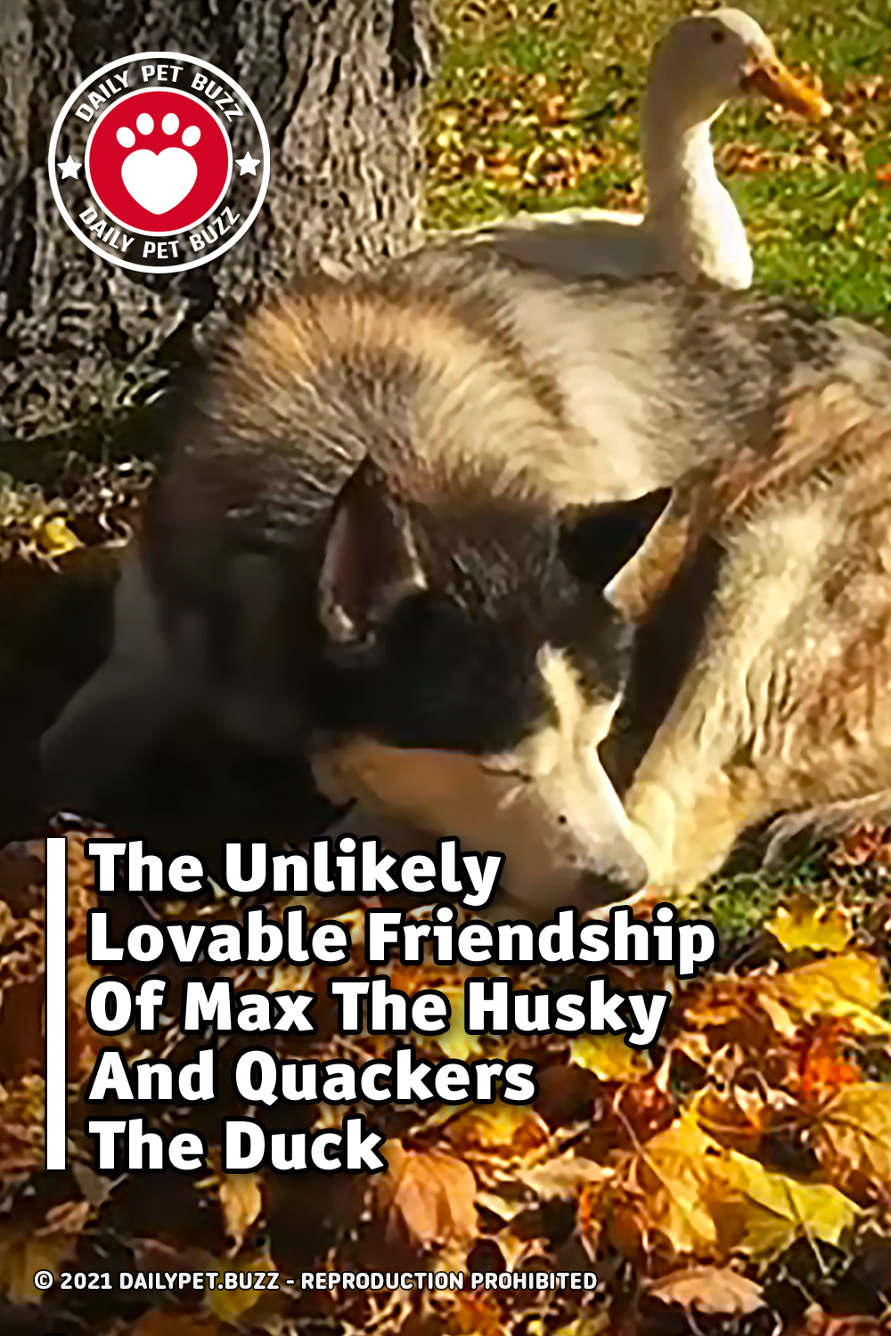 The Unlikely Lovable Friendship Of Max The Husky And Quackers The Duck