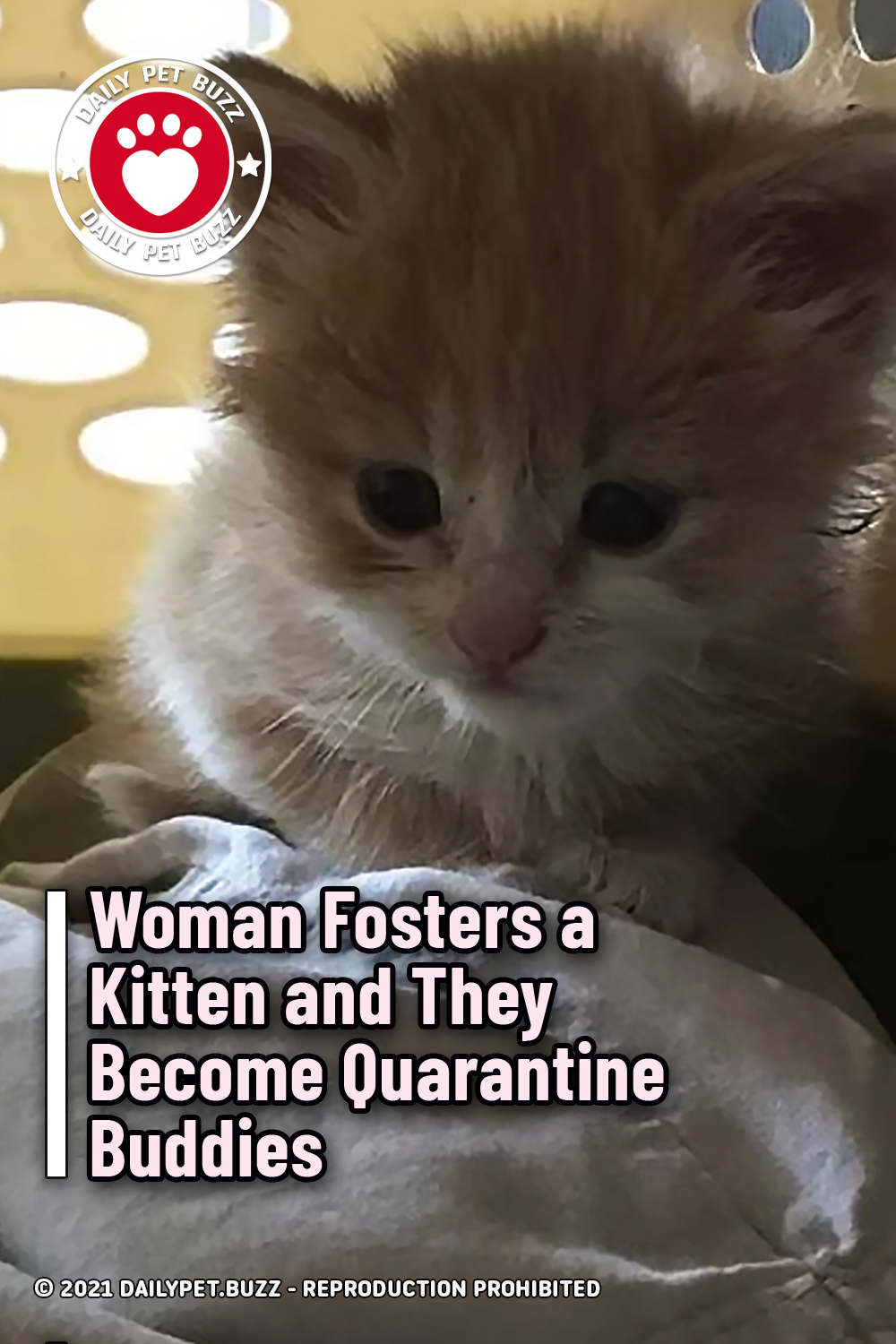 Woman Fosters a Kitten and They Become Quarantine Buddies