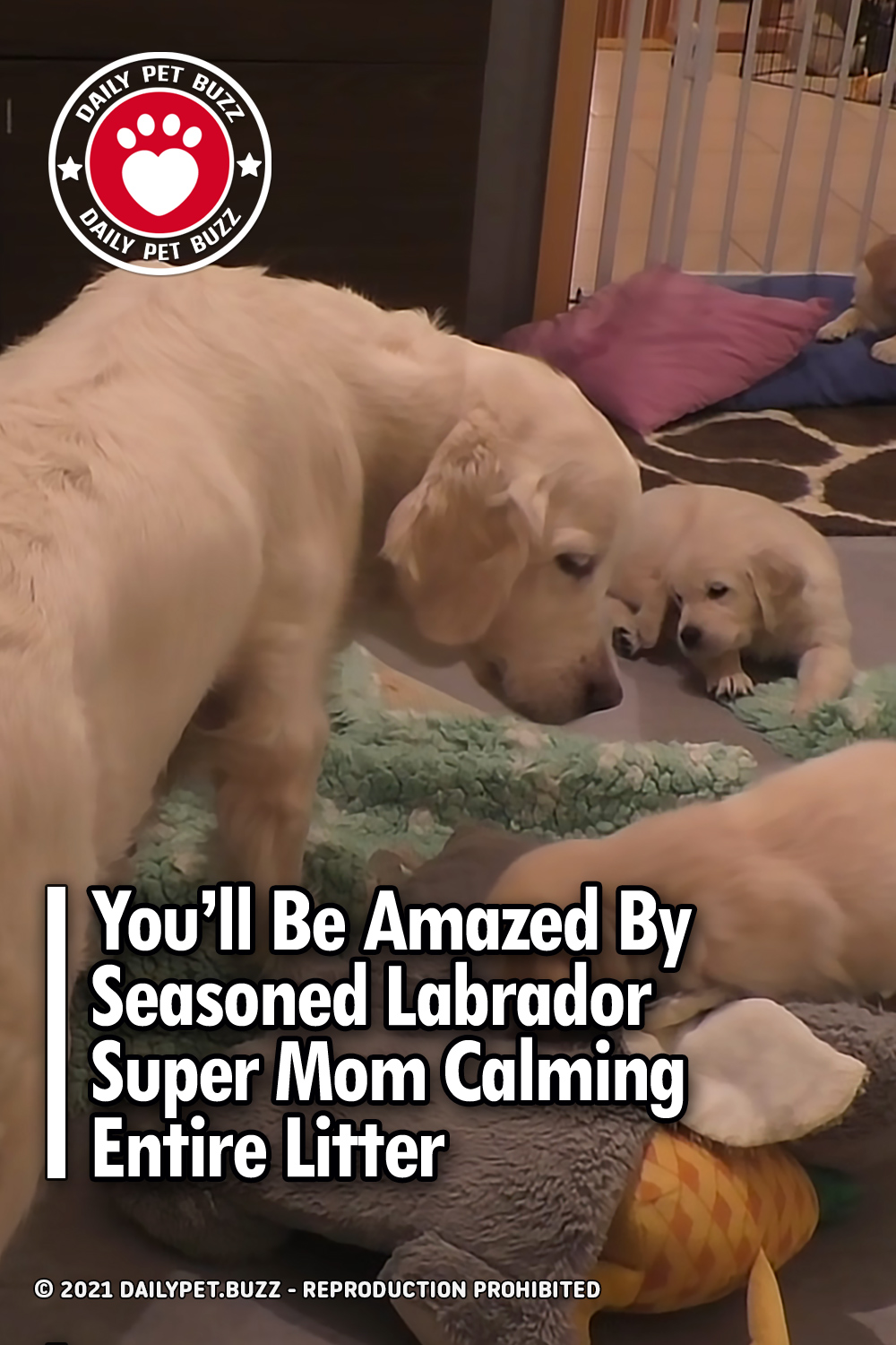 You’ll Be Amazed By Seasoned Labrador Super Mom Calming Entire Litter