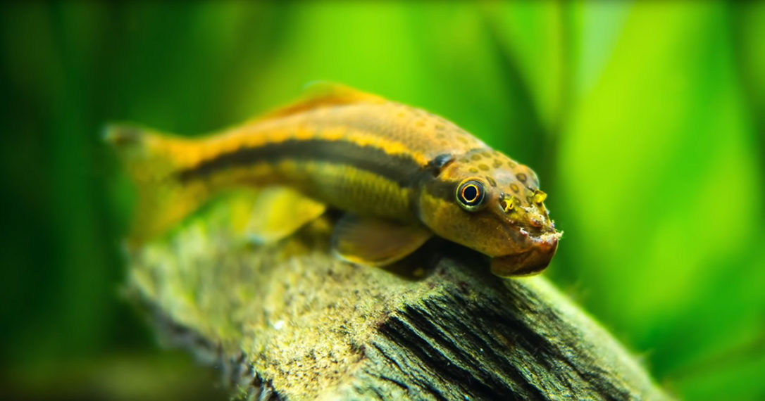 The 10 Best Fish Tank Cleaner Fish For Your Aquarium | Pet Buzz