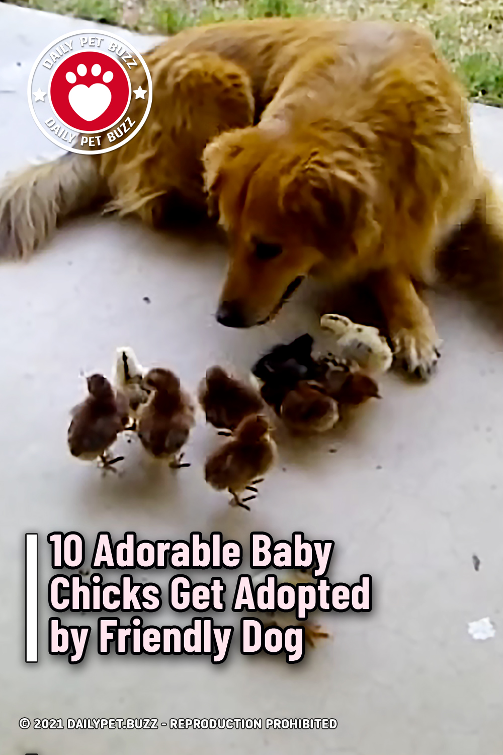 10 Adorable Baby Chicks Get Adopted by Friendly Dog