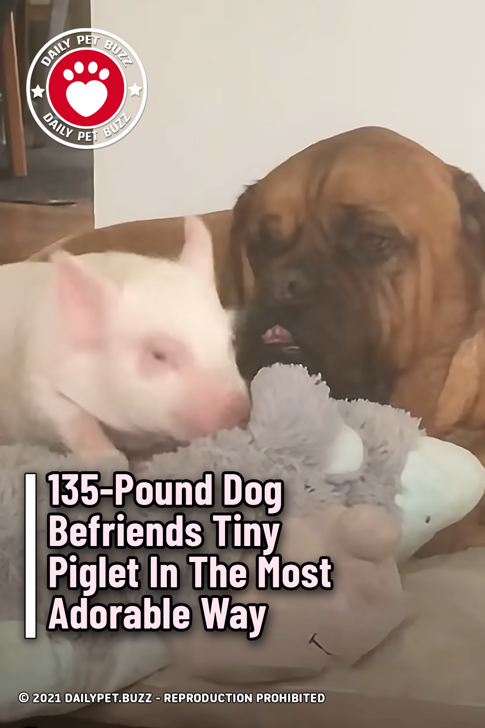 135-Pound Dog Befriends Tiny Piglet In The Most Adorable Way