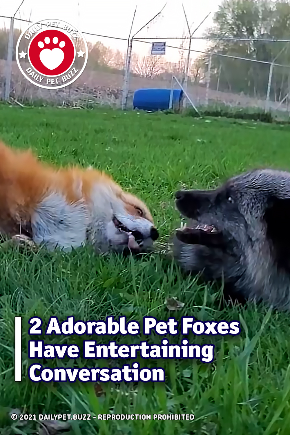 2 Adorable Pet Foxes Have Entertaining Conversation