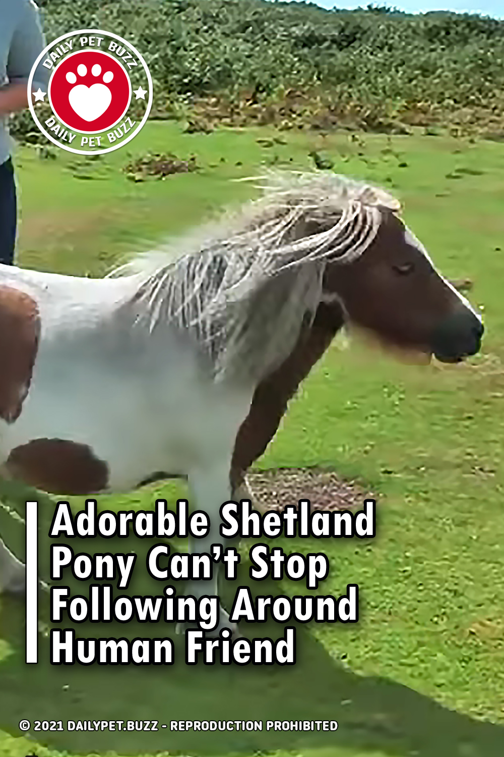 Adorable Shetland Pony Can’t Stop Following Around Human Friend