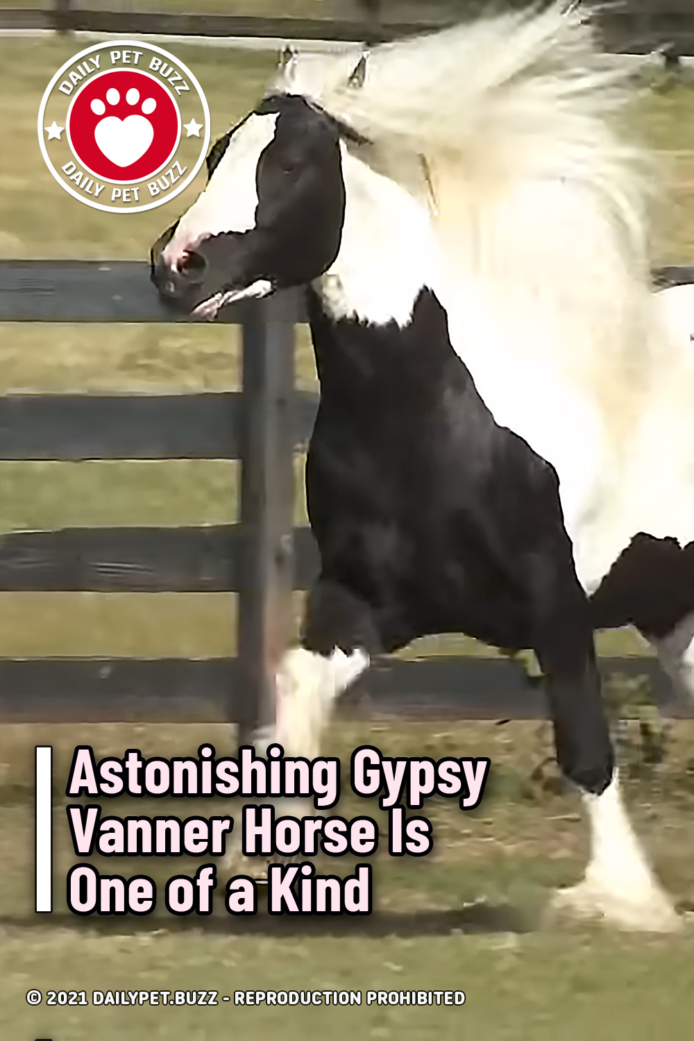 Astonishing Gypsy Vanner Horse Is One of a Kind