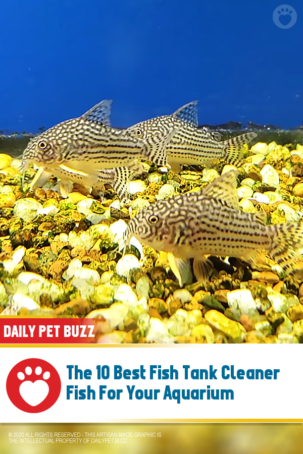 Best Aquarium Tank Cleaner Fish Best self cleaning fish tanks