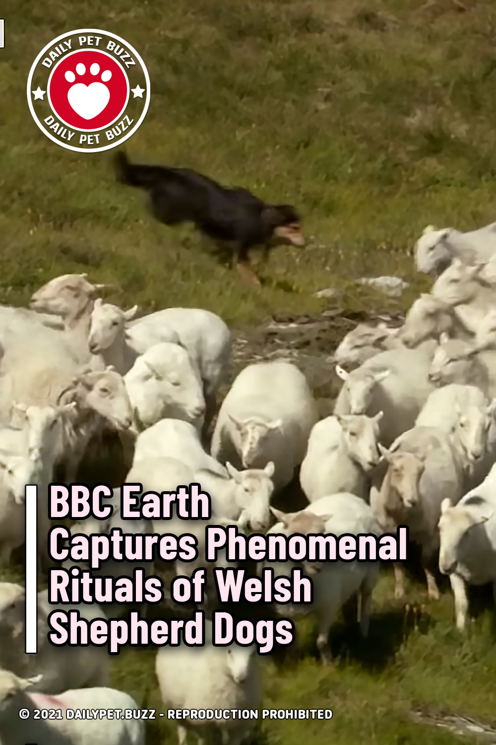 BBC Earth Captures Phenomenal Rituals of Welsh Shepherd Dogs