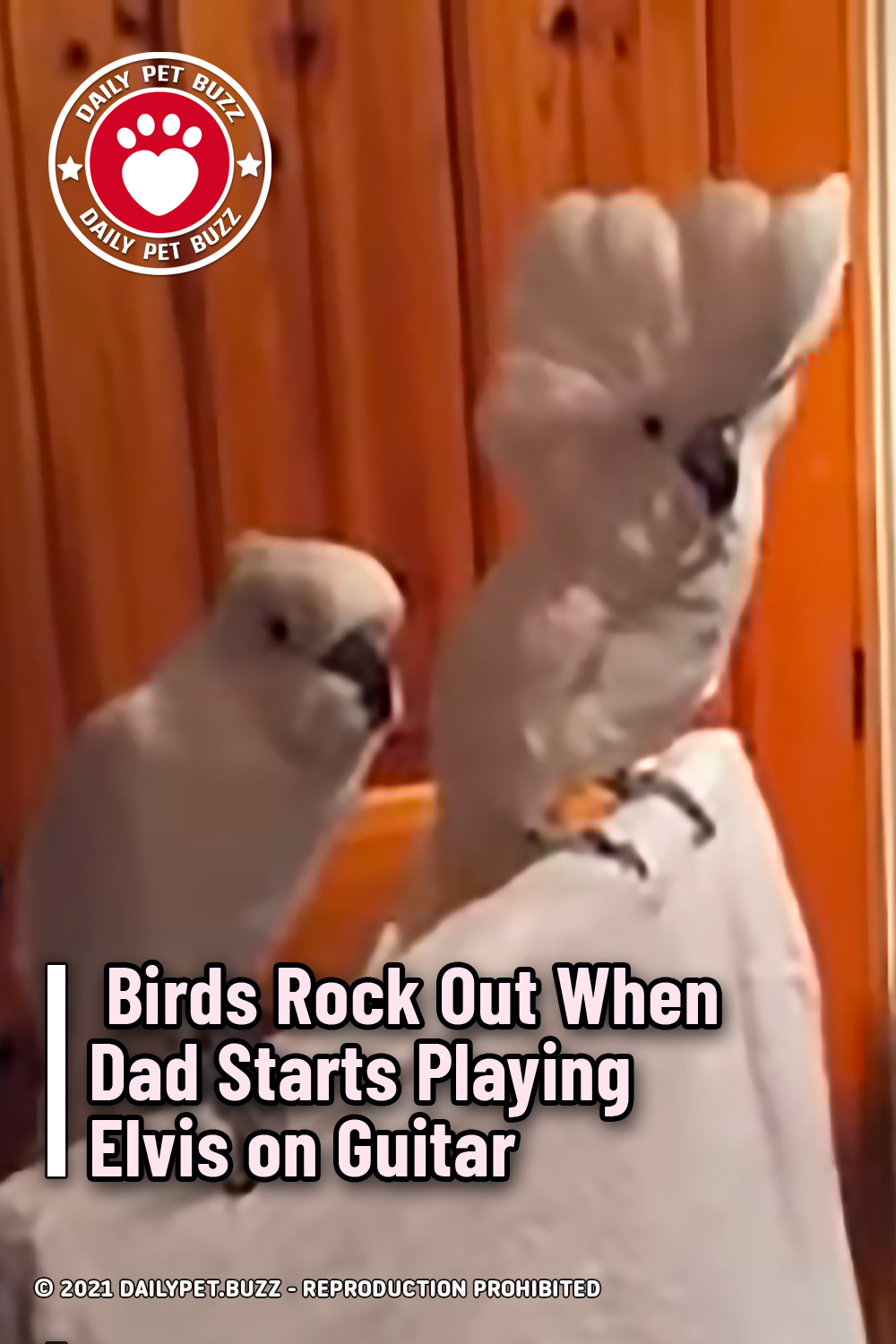 Birds Rock Out When Dad Starts Playing Elvis on Guitar