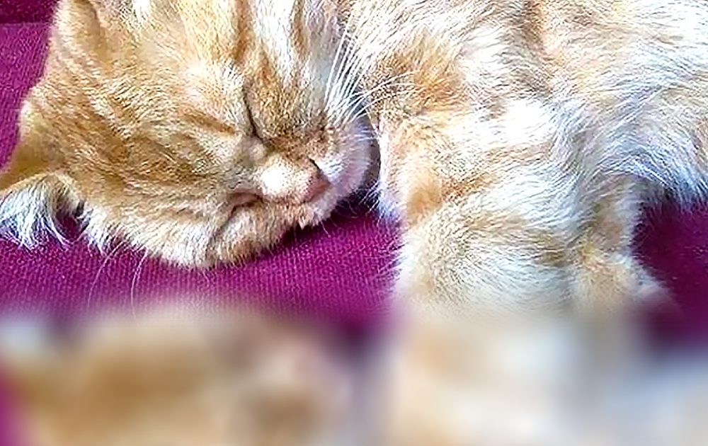 Pinterest Hidden Image