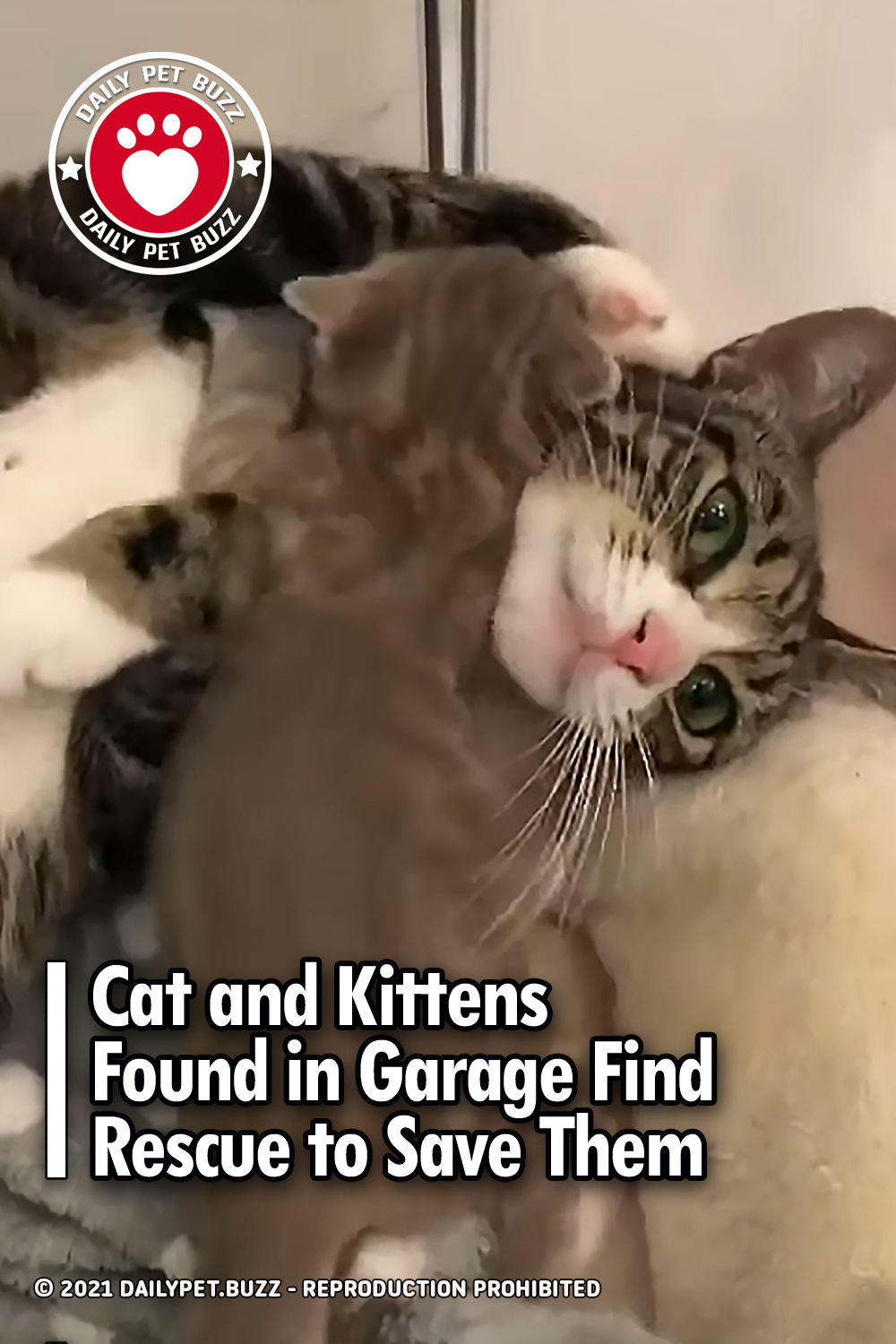 Cat and Kittens Found in Garage Find Rescue to Save Them