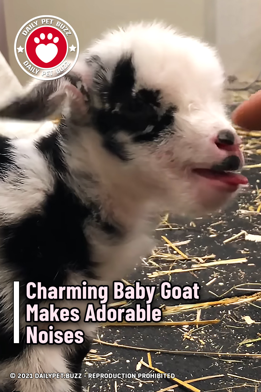 Charming Baby Goat Makes Adorable Noises