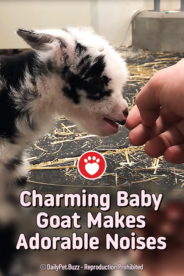 Charming Baby Goat Makes Adorable Noises Pet Buzz