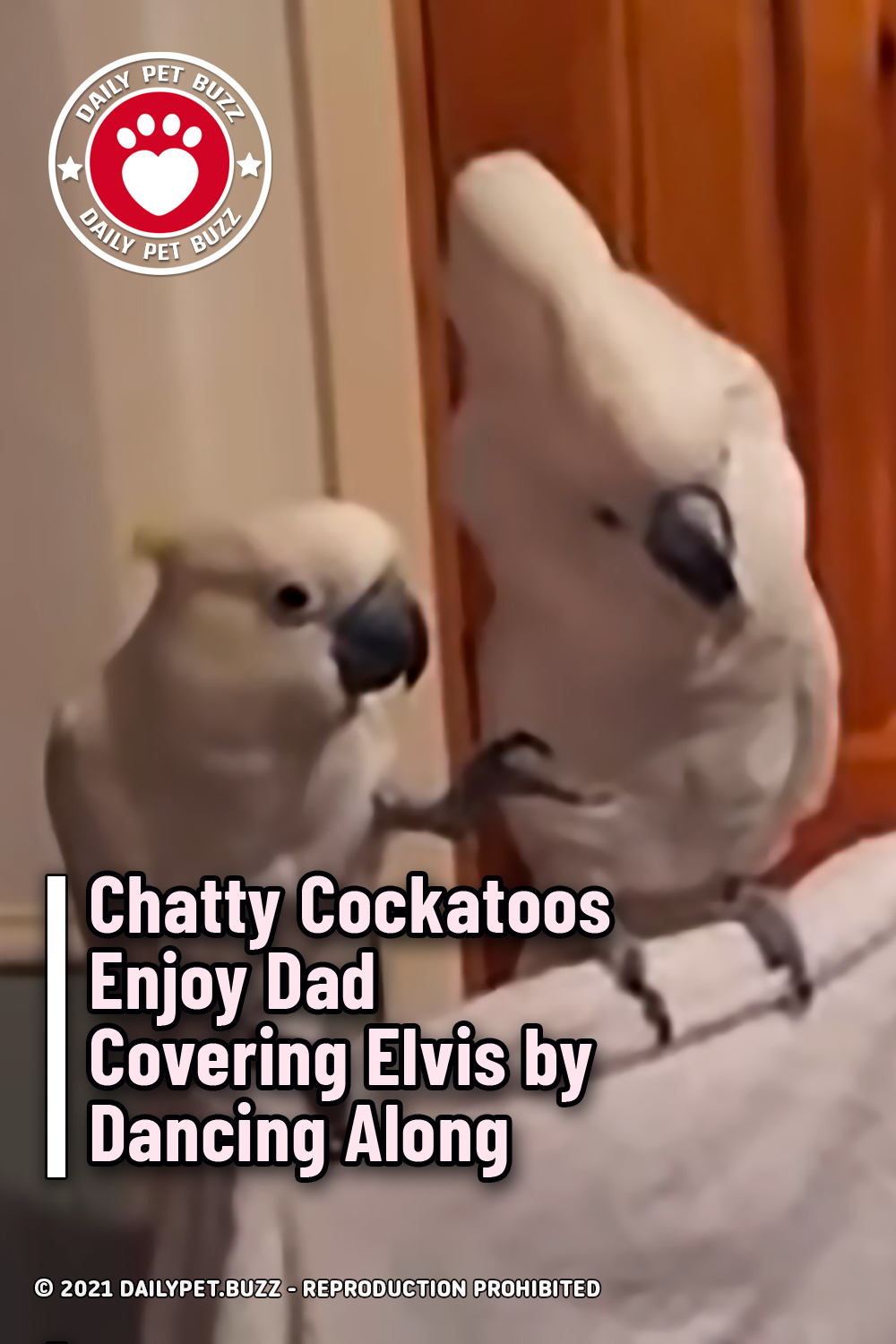 Chatty Cockatoos Enjoy Dad Covering Elvis by Dancing Along