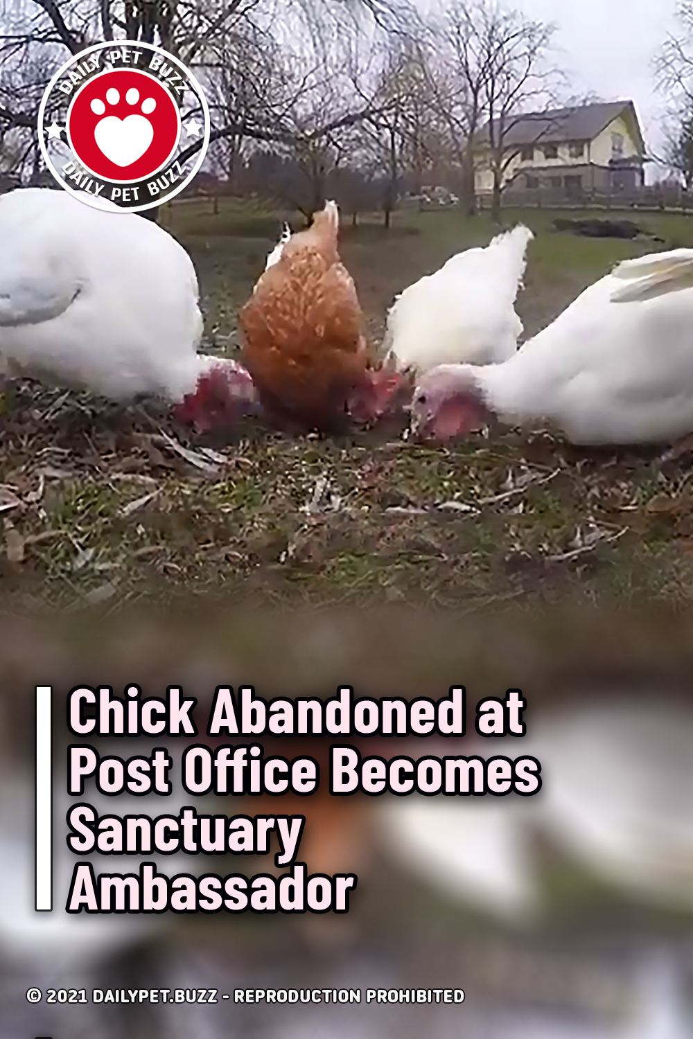 Chick Abandoned at Post Office Becomes Sanctuary Ambassador