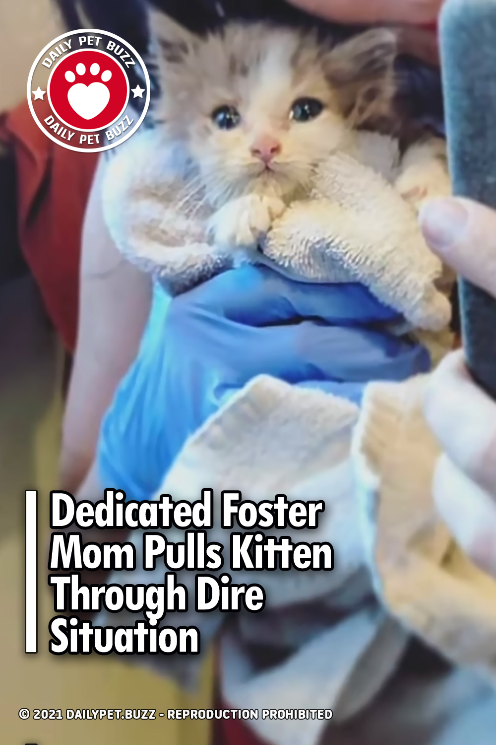 Dedicated Foster Mom Pulls Kitten Through Dire Situation