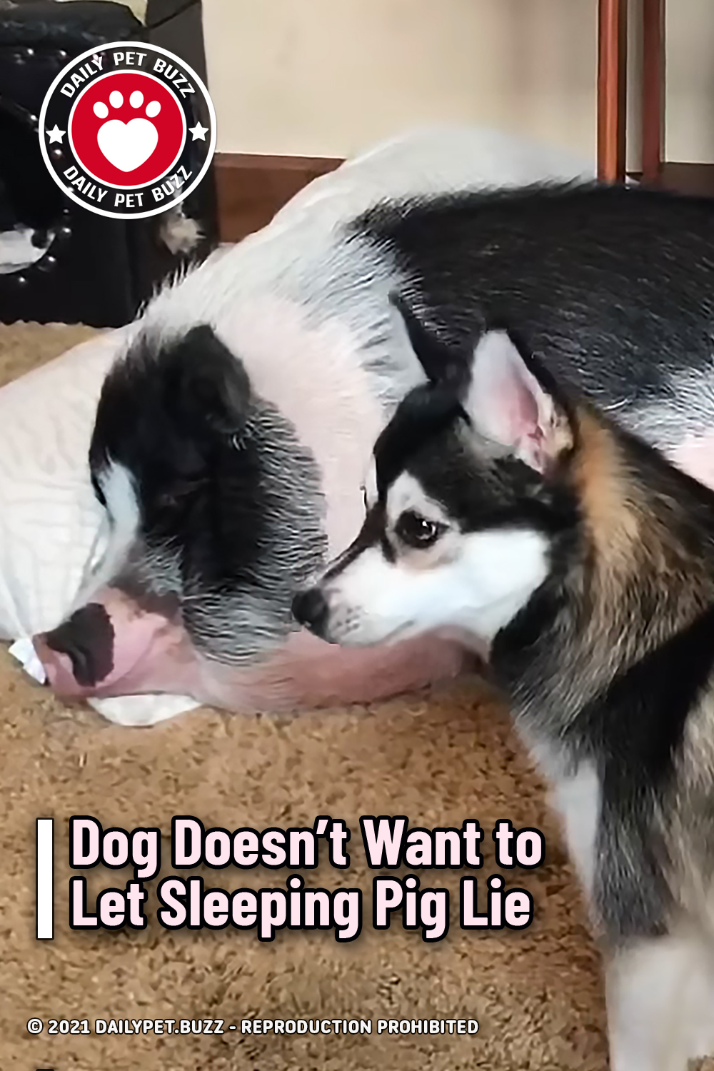 Dog Doesn’t Want to Let Sleeping Pig Lie