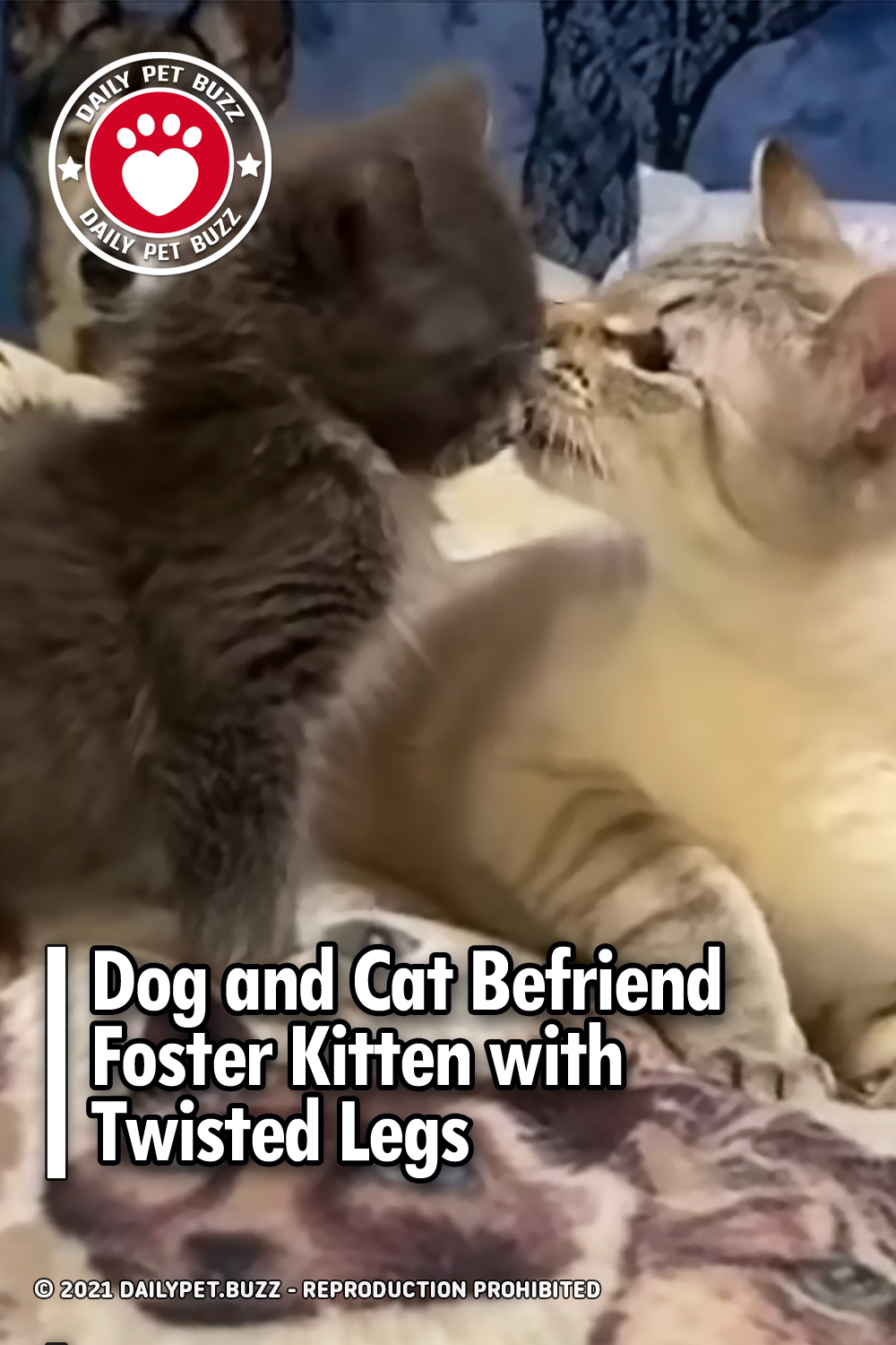 Dog and Cat Befriend Foster Kitten with Twisted Legs