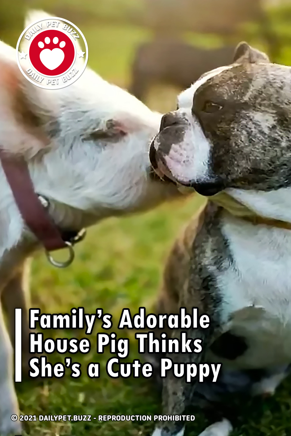 Family’s Adorable House Pig Thinks She’s a Cute Puppy