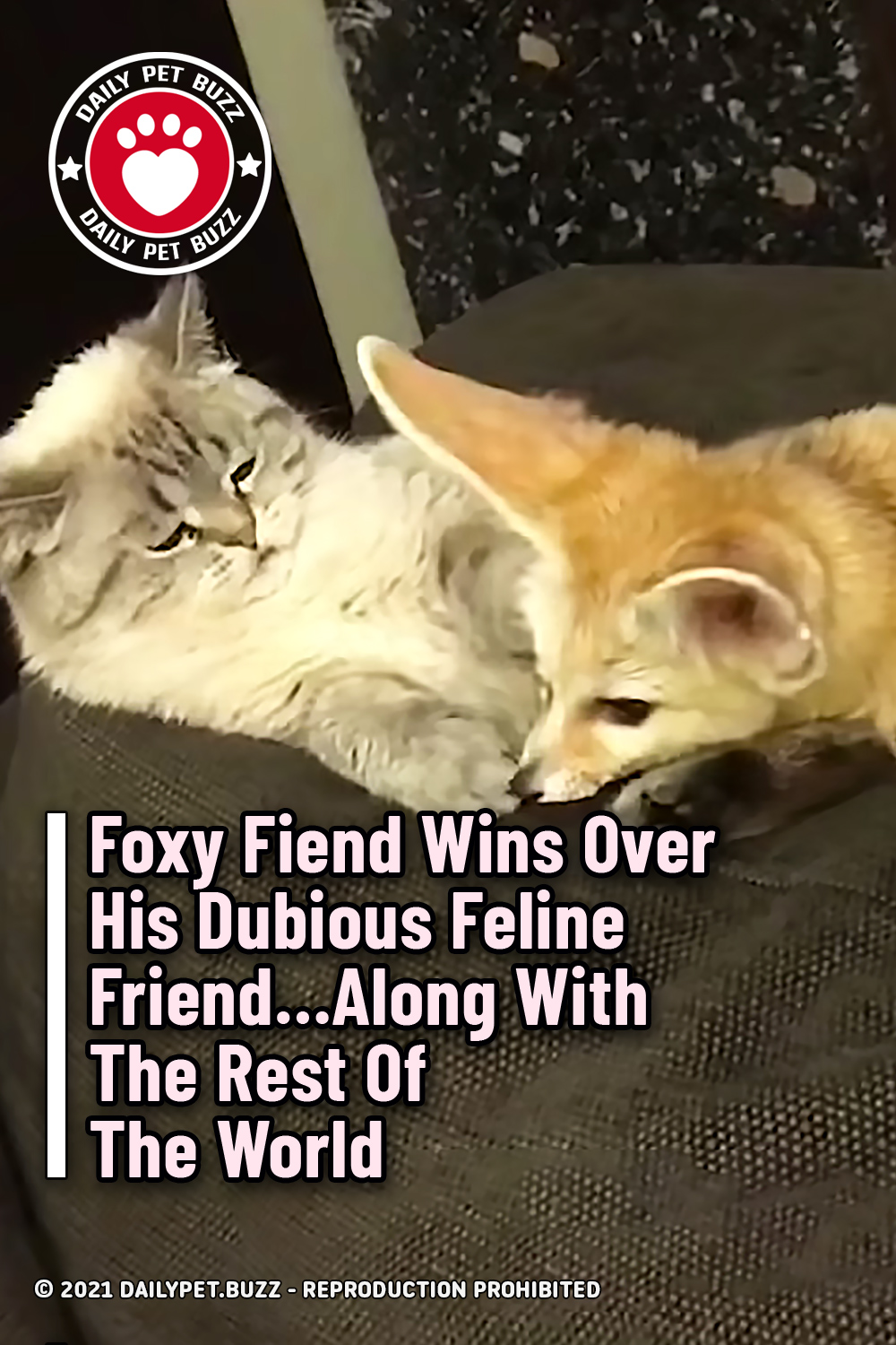 Foxy Fiend Wins Over His Dubious Feline Friend...Along With The Rest Of The World