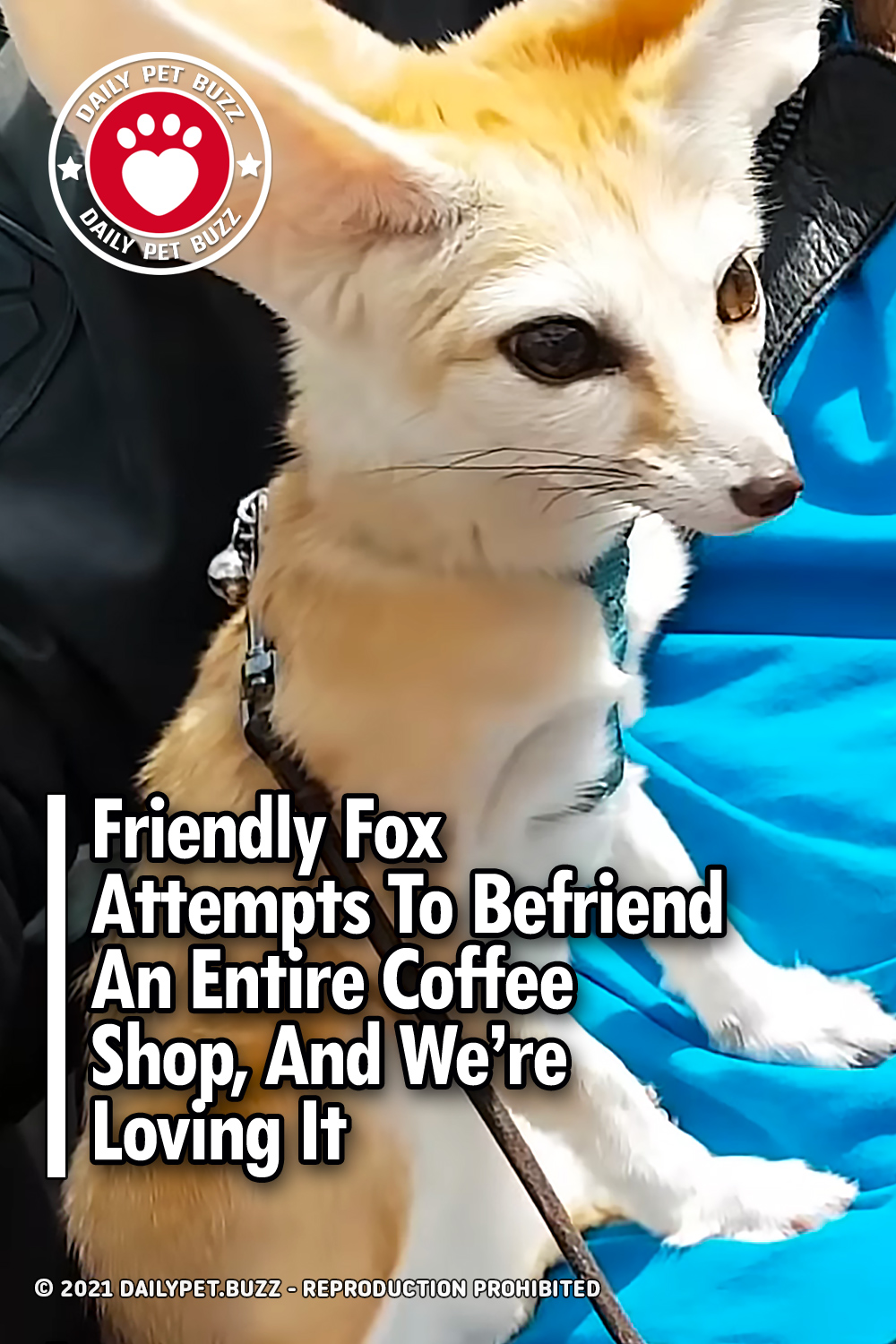 Friendly Fox Attempts To Befriend An Entire Coffee Shop, And We’re Loving It