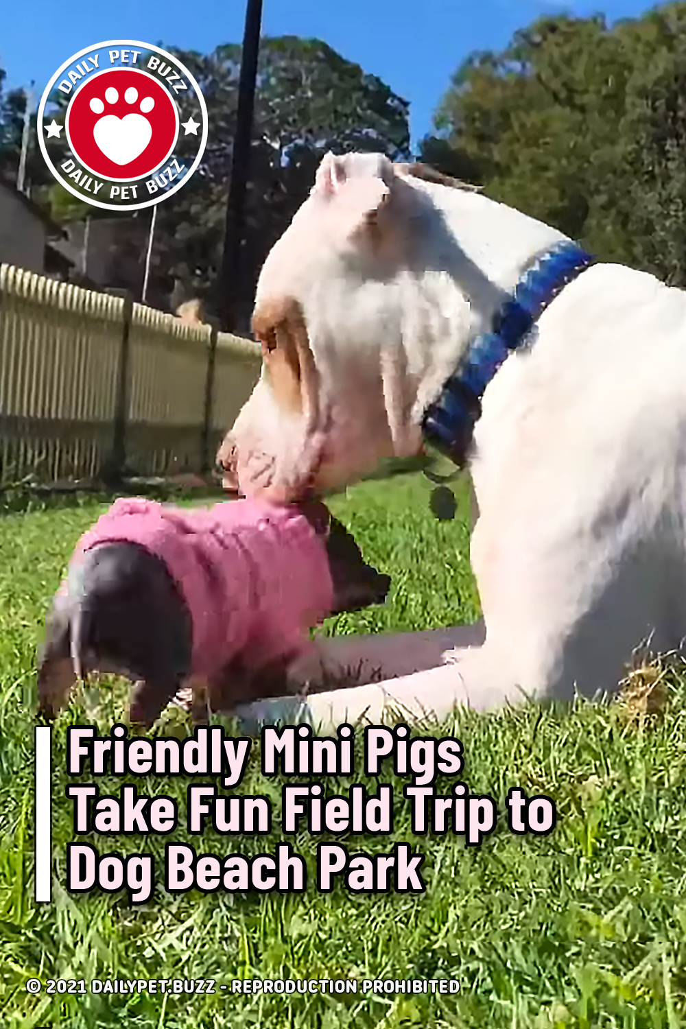 Friendly Mini Pigs Take Fun Field Trip to Dog Beach Park
