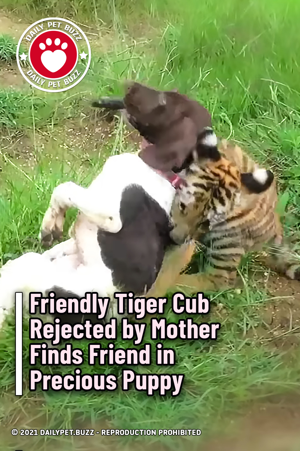 Friendly Tiger Cub Rejected by Mother Finds Friend in Precious Puppy