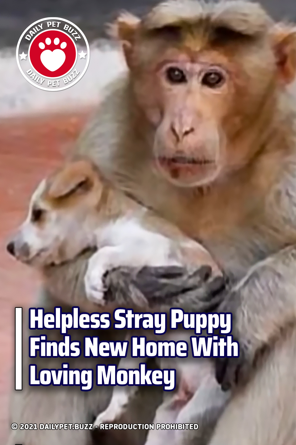 Helpless Stray Puppy Finds New Home With Loving Monkey