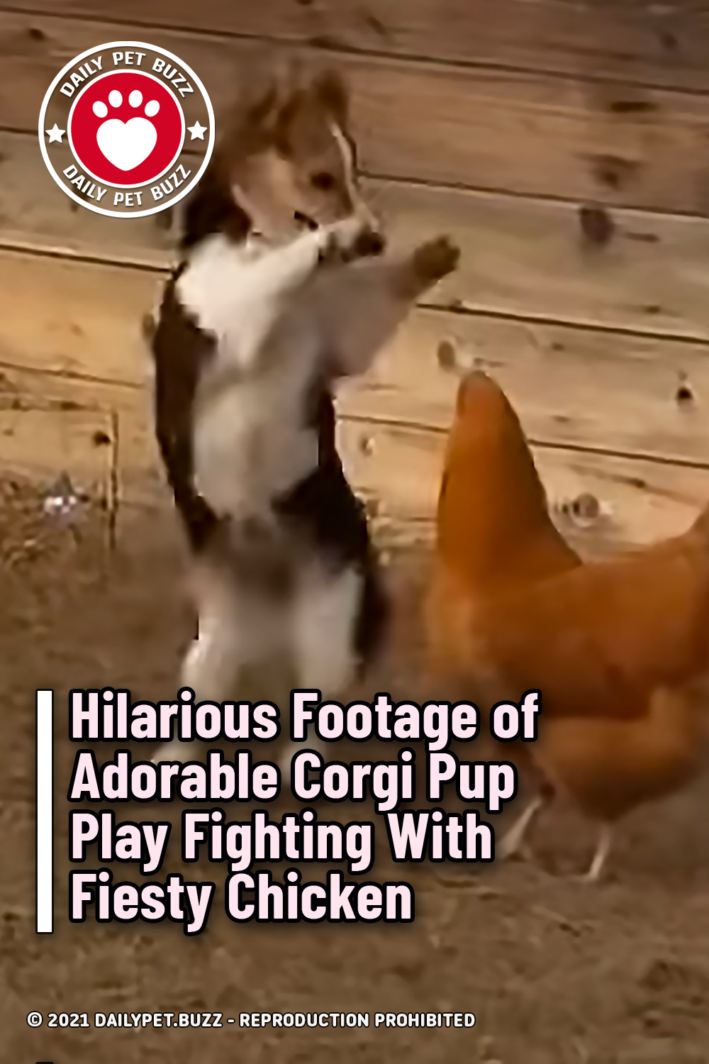 Hilarious Footage of Adorable Corgi Pup Play Fighting With Fiesty Chicken