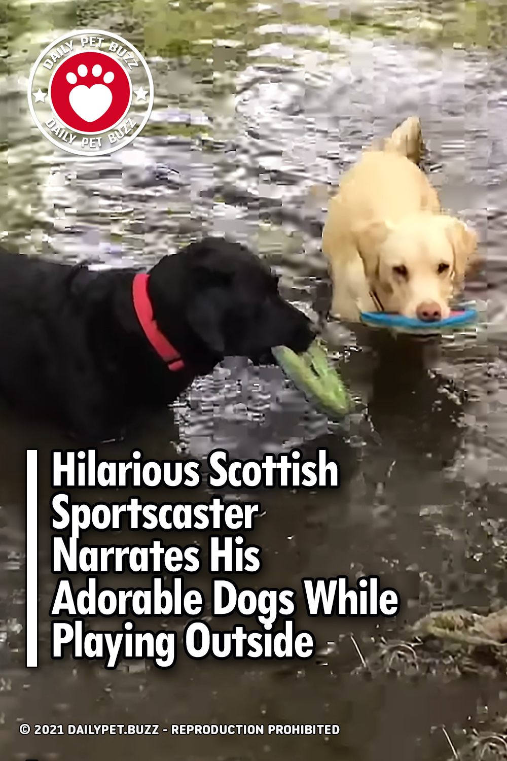 Hilarious Scottish Sportscaster Narrates His Adorable Dogs While Playing Outside