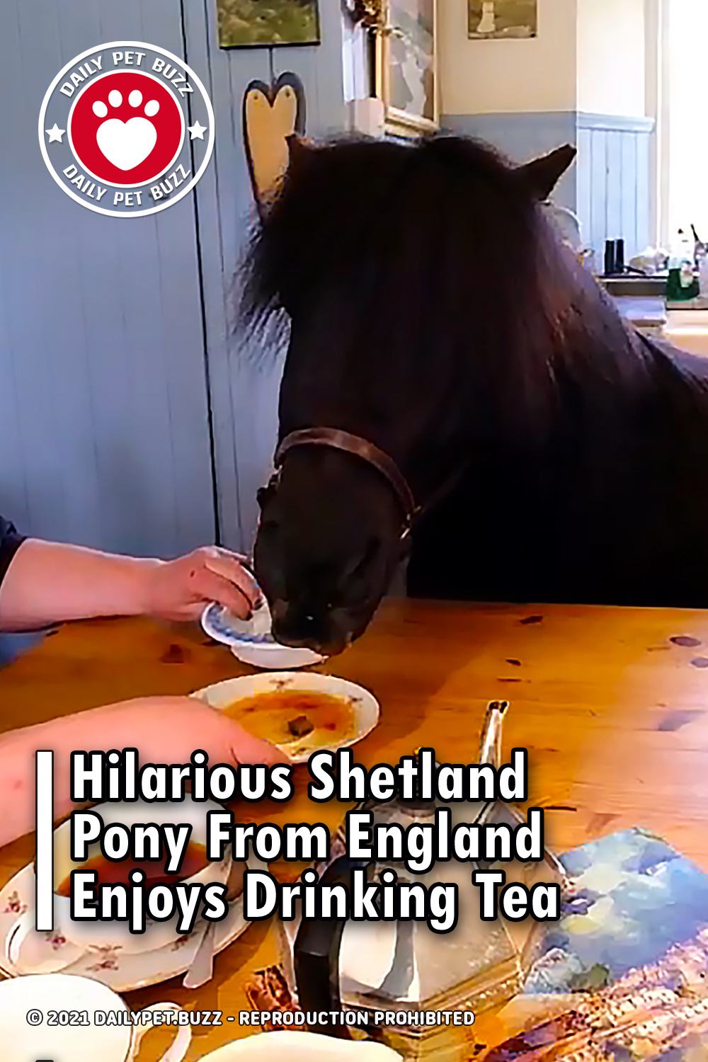 Hilarious Shetland Pony From England Enjoys Drinking Tea