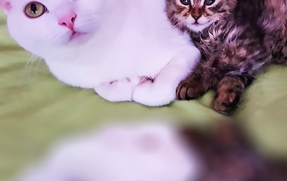 Pinterest Hidden Image