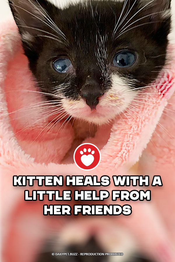 Kitten Heals With a Little Help From Her Friends