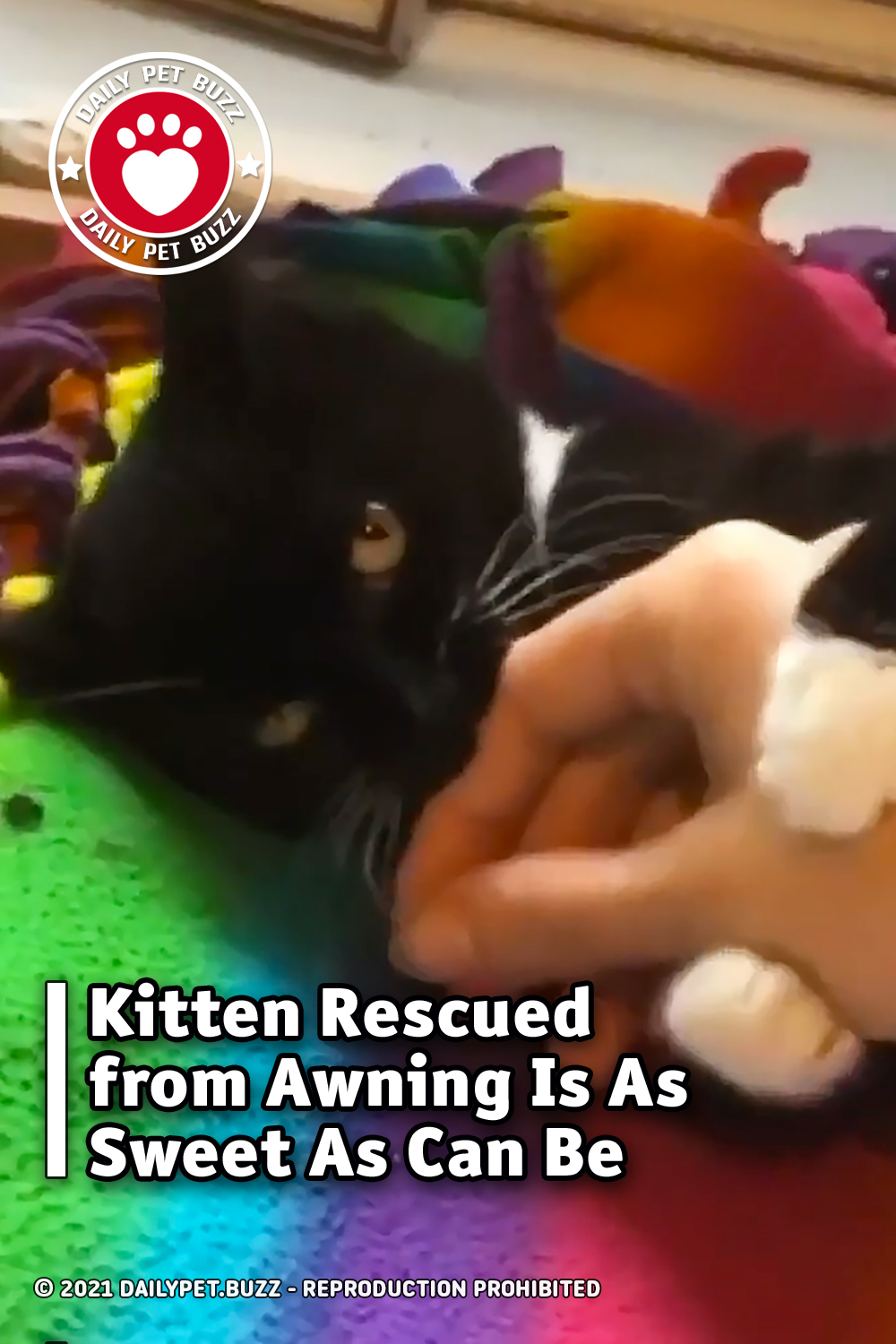 Kitten Rescued from Awning Is As Sweet As Can Be
