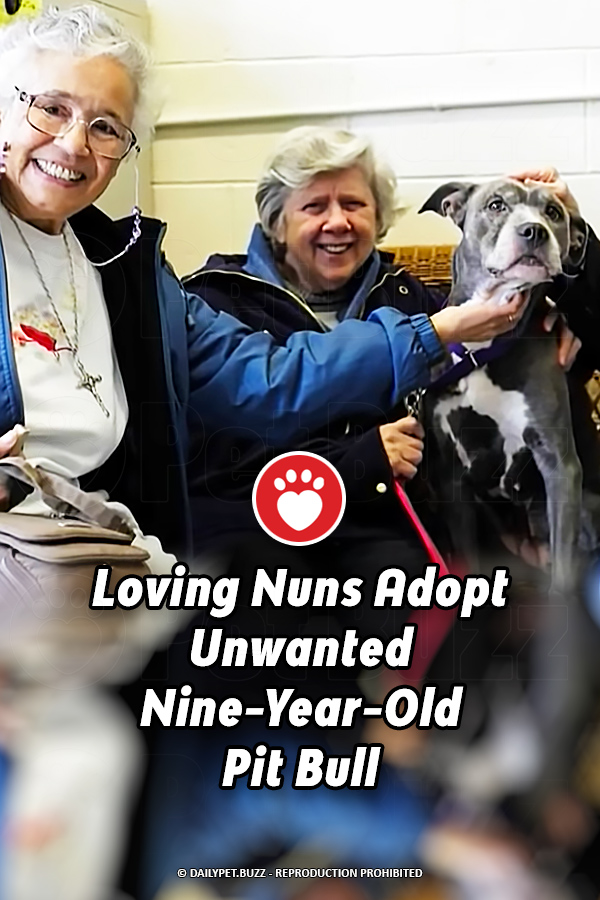 Loving Nuns Adopt Unwanted Nine-Year-Old Pit Bull