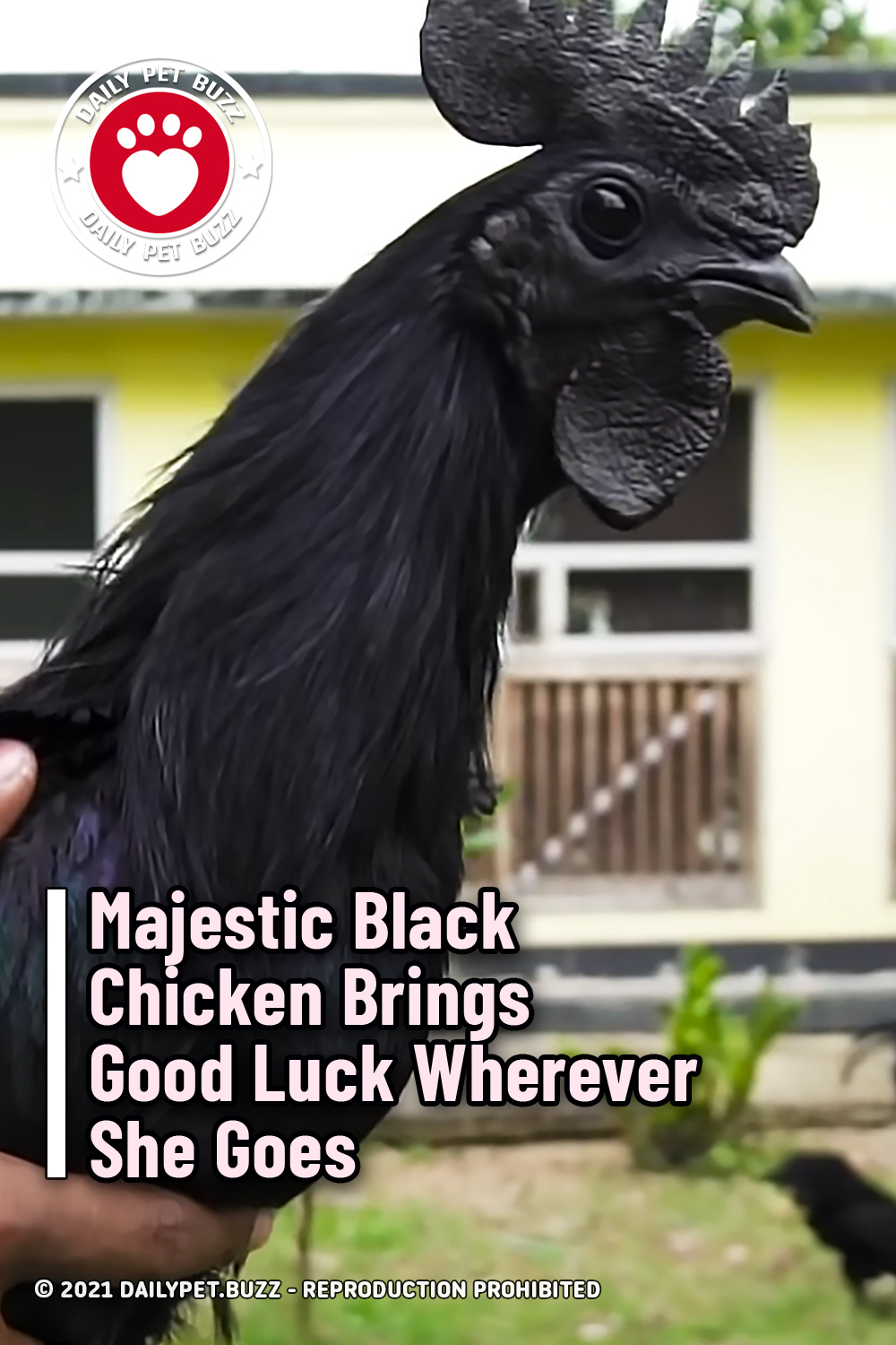 Majestic Black Chicken Brings Good Luck Wherever He Goes