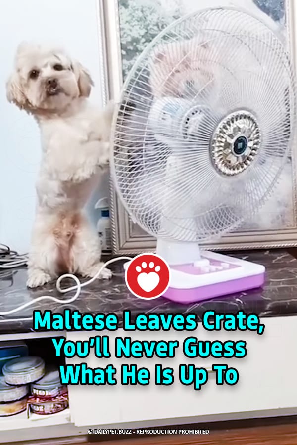Maltese Leaves Crate, You’ll Never Guess What He Is Up To