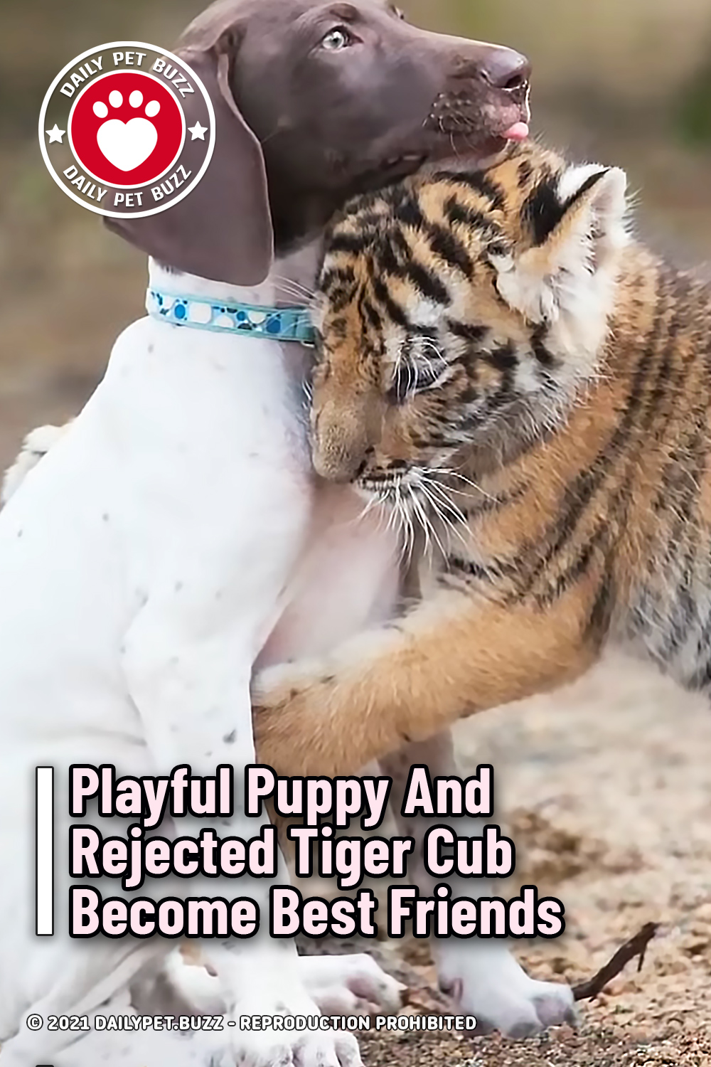Playful Puppy And Rejected Tiger Cub Become Best Friends