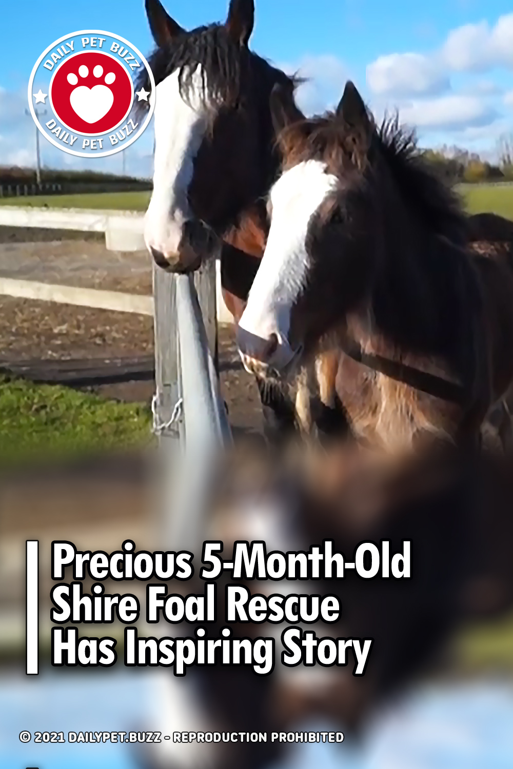 Precious 5-Month-Old Shire Foal Rescue Has Inspiring Story
