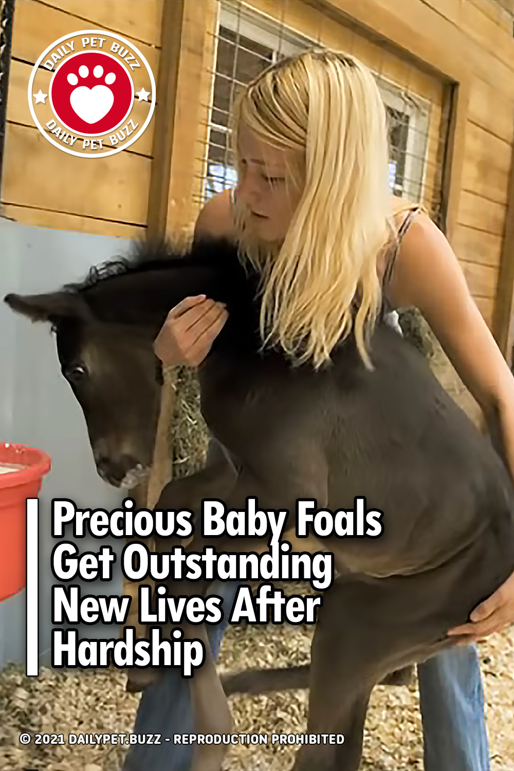Precious Baby Foals Get Outstanding New Lives After Hardship