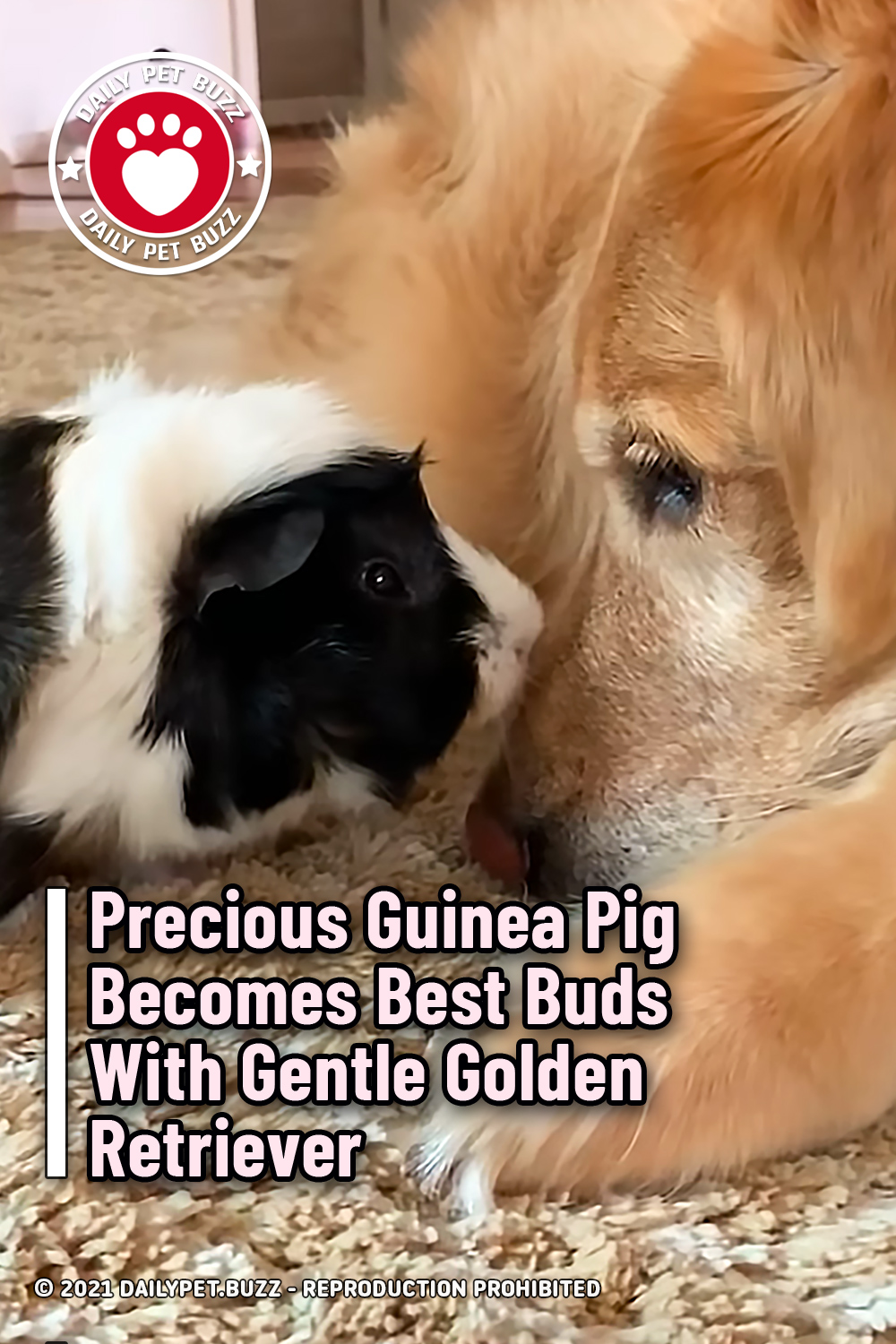 Precious Guinea Pig Becomes Best Buds With Gentle Golden Retriever