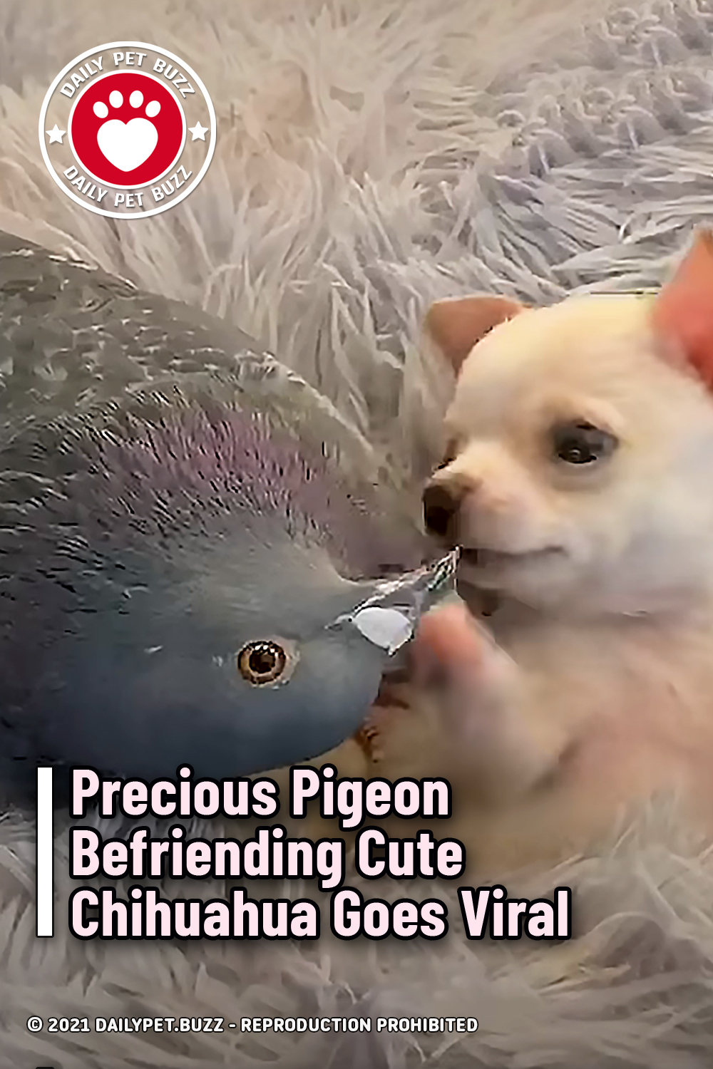 Precious Pigeon Befriending Cute Chihuahua Goes Viral