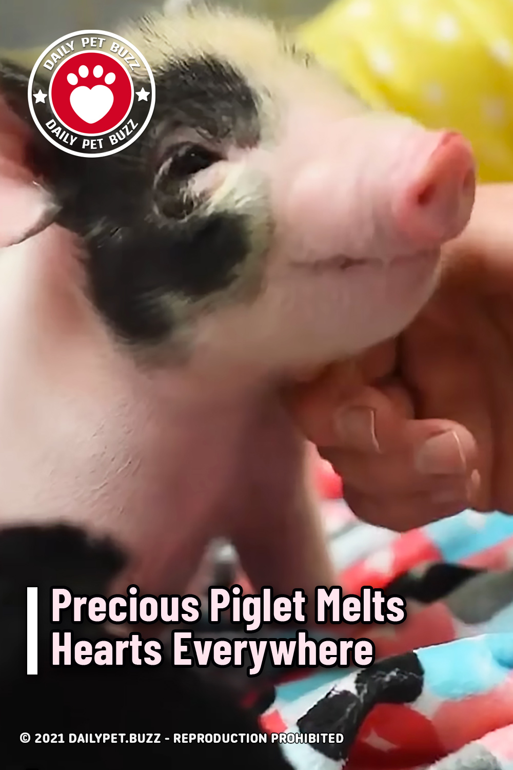 Precious Piglet Melts Hearts Everywhere