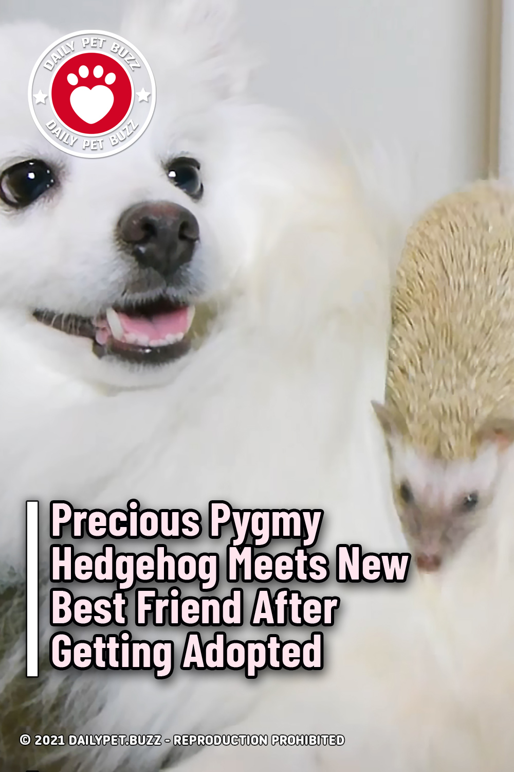 Precious Pygmy Hedgehog Meets New Best Friend After Getting Adopted