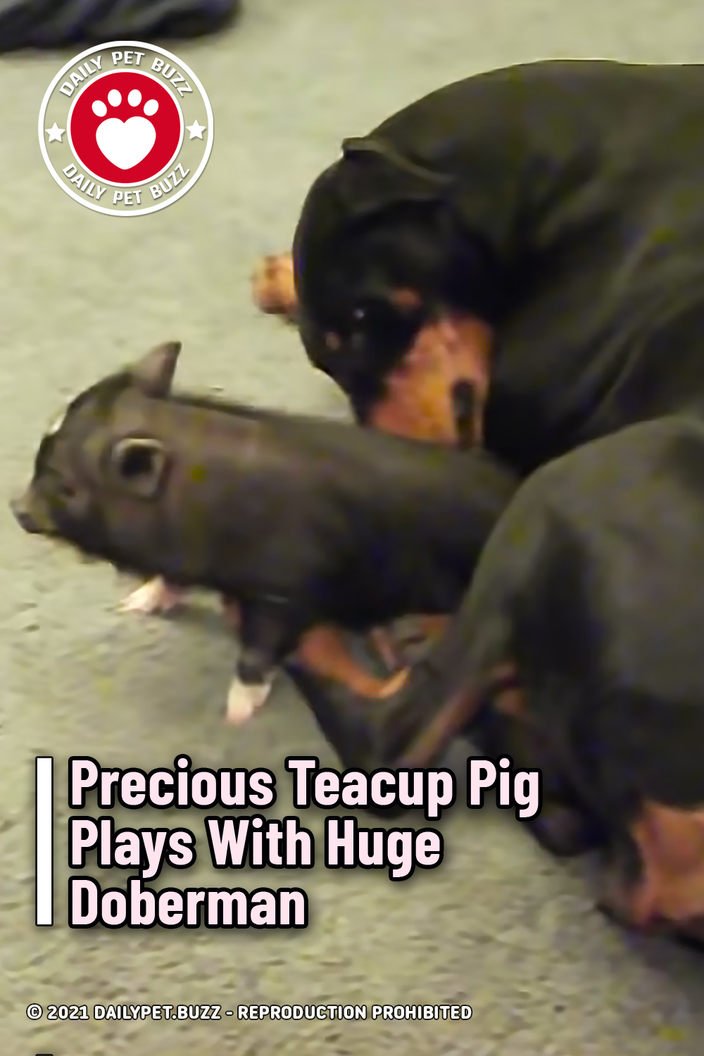 Precious Teacup Pig Plays With Huge Doberman