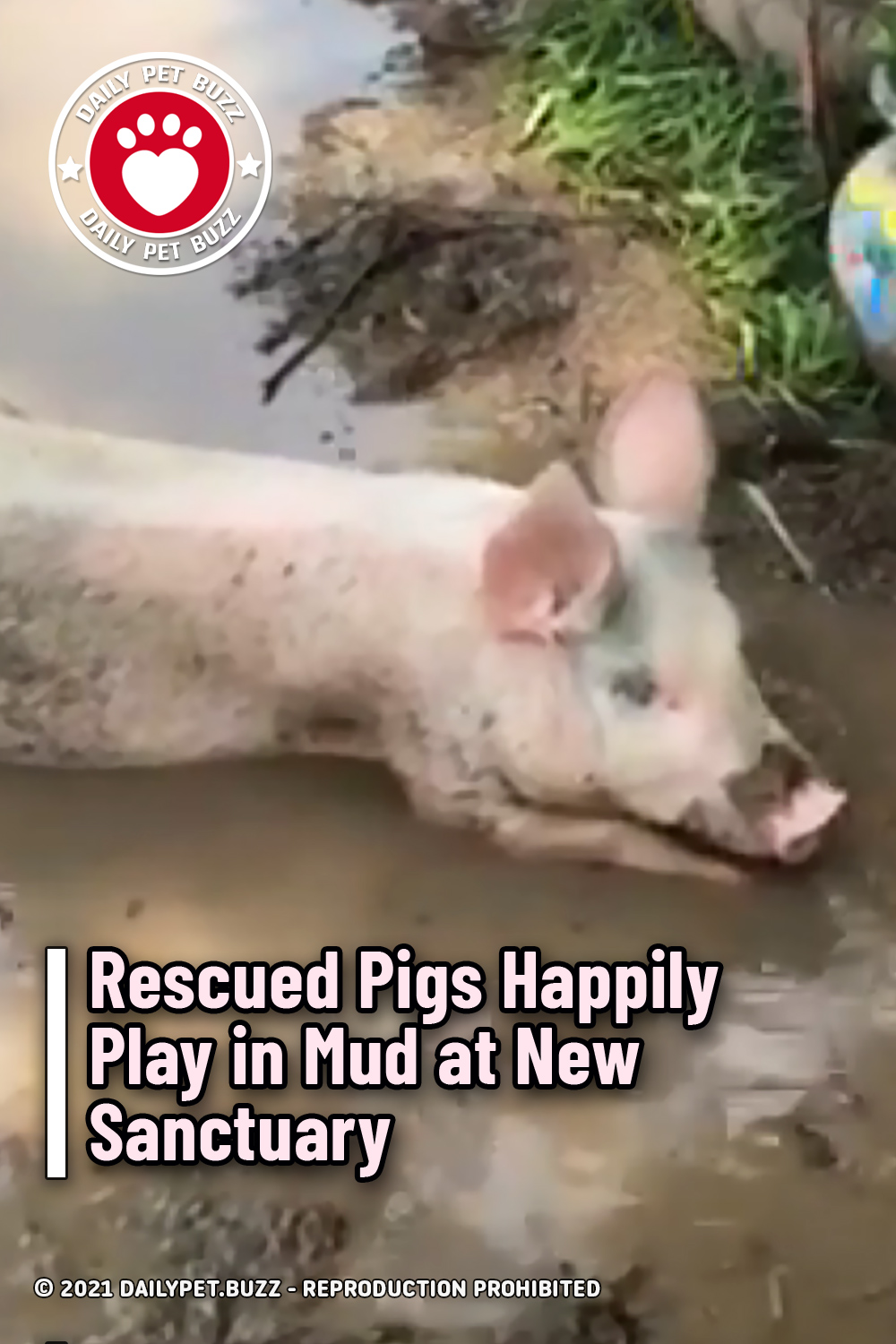 Rescued Pigs Happily Play in Mud at New Sanctuary